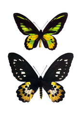 Fototapeta na wymiar Large colorful tropical butterflies isolated on white. Rothschild's birdwing (Ornithoptera rothschildi). Male and Female
