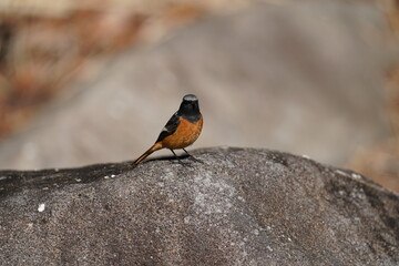 daurian redstart on the rock