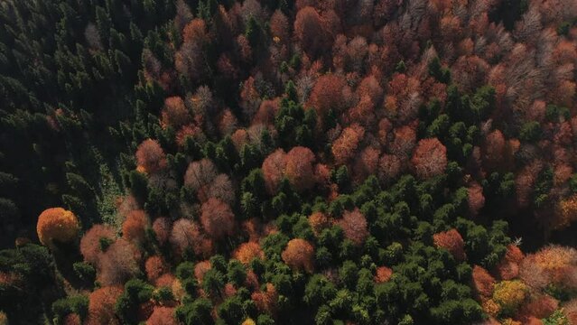 Autumn in Racha, colorful trees, Georgia