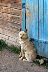dog in the russian village 