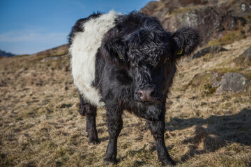 Black & White Shaggy Cow