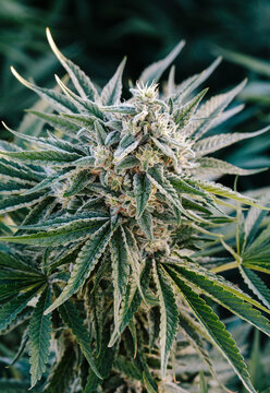 Mature sun-grown cannabis flower
