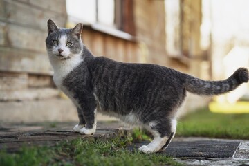 Naklejka na ściany i meble Gray cat posing near the house entrance on the sunny spring morning