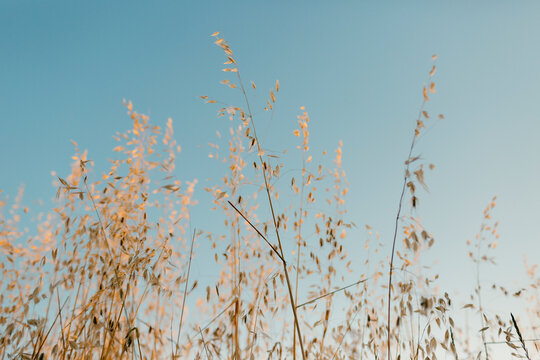 Ocre thin oat sprig over blue sky