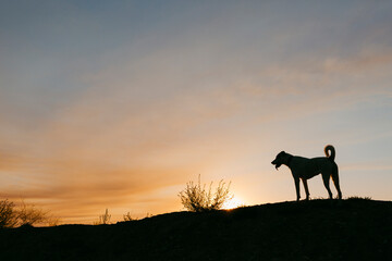 Kid and dog at sunset