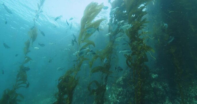 Halfmoon chub fish congregate in kelp.