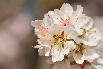 Detalle de varias flores de almendro en febrero