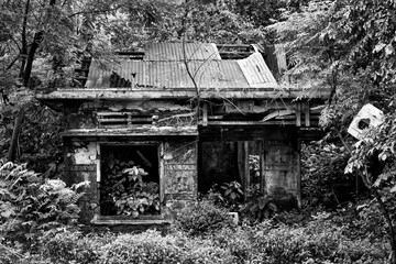Remains of a house taken over by vegetation