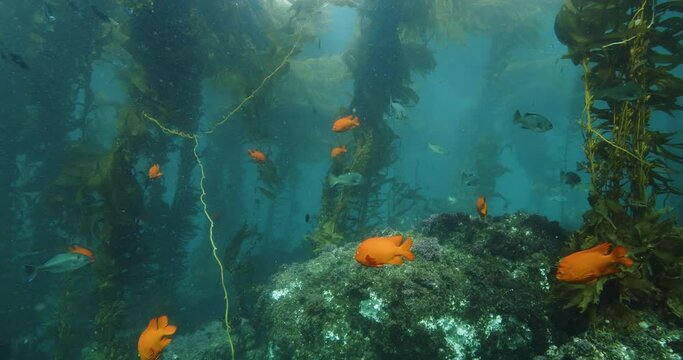 Large concentration of garibaldi fish in kelp.