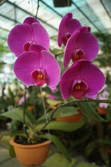 Sarawak Orchid