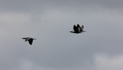 A cormorant is flying low over the smooth water surface of the Lake Bärensee in Stuttgart. Backlight bird, dark colored water, reflection of the cormorant in the water