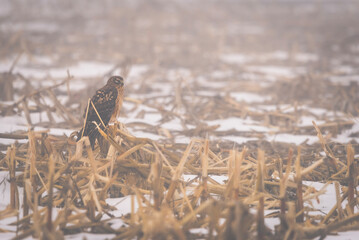 Northern Harrier