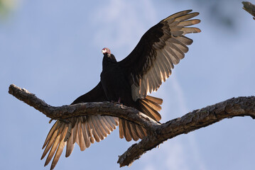 Vulture