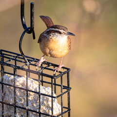 Carolina Wren on Feeder