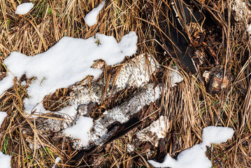 Birch bark on a sunny winter day.