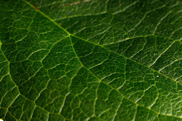 green leaf macro