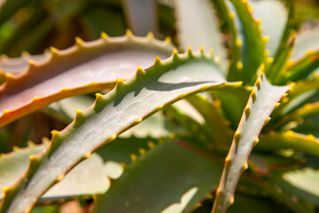 Fototapeta na wymiar Aloe Vera leaves