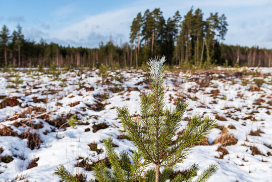 The tops of young pine trees are painted to protect them from animals that may bite their buds in winter.