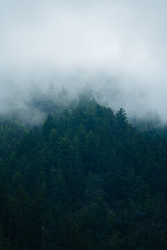 Foggy Mountain Forest (Tall Version)