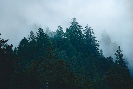 Foggy Forest Trees (Wide Version)