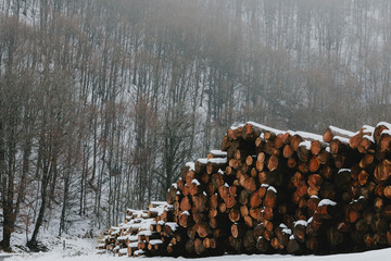 Log spruce trunks pile