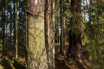 Extraction of pine resin. Pine tree trunks many years after harvesting pine resin. Latvia