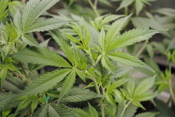 Lush green foliage of medicinal cannabis plant in very early first stages of flowering- just starting to show white pistils