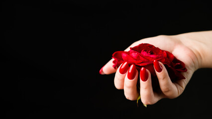 Crop person showing red rose. From above of crop anonymous person demonstrating fresh red rose against black background