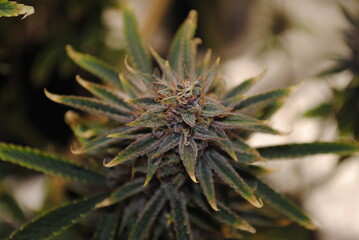 Naklejka na ściany i meble Little frosty flower of medical cannabis sativa, almost ready to be harvested 