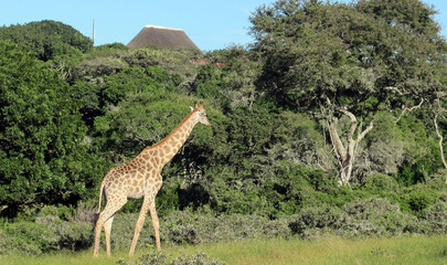 giraffe in the savannah