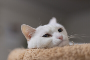 白の保護猫（cute white rescued cat）