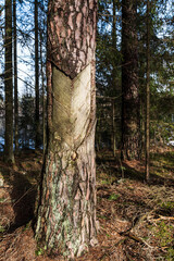 Extraction of pine resin. Pine tree trunks many years after harvesting pine resin. Latvia