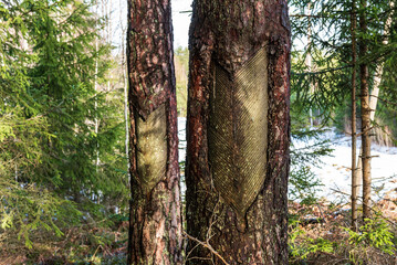 Fototapete bei efototapeten.de bestellen   