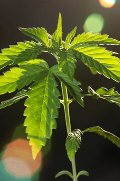 Plant Flares