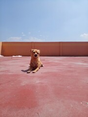 El perro tomando el sol 