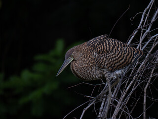 Oiseaux