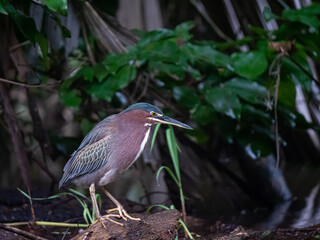 Oiseaux d'Amérique centrale
