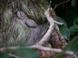 Sloth sleeping like usual