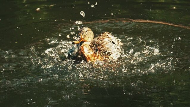Wild duck splashing in the pond  in Slow Motion. Wild Duck in the Pond. Wild Mallard Duck Swimming on the river. Wild bird watching. Bird nature background.