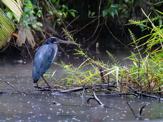 Heron Agami du Costa Rica