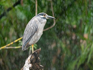 Héron tigré sous la pluie dans la foret