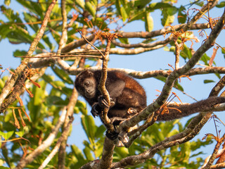 Singes hurleurs au Costa Rica