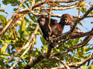 Female monkey with her child