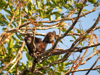 Female monkey with her child