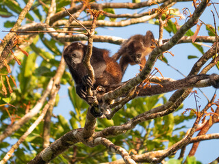 Female monkey with her child