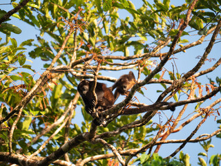 Female monkey with her child