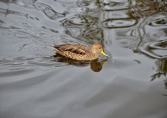 duck in the water