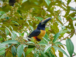 toucan oiseau d'Amérique centrale