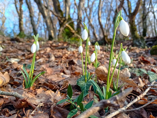 Birth germination of the first snowdrops.