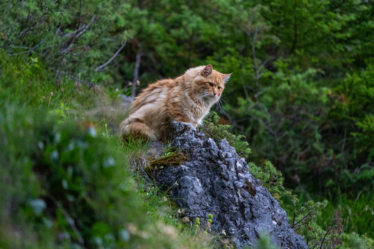 Domestic cat getting wild in a forest